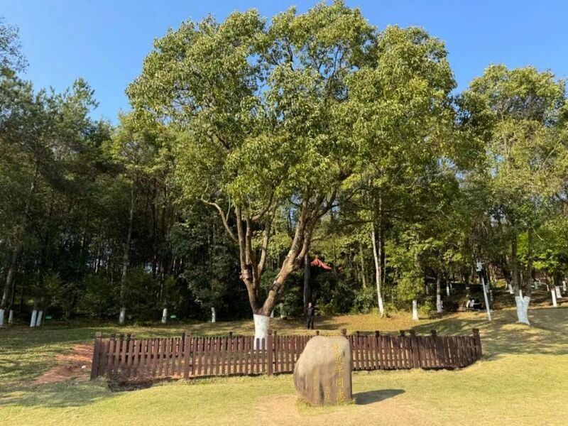 習(xí)近平同志為福建省長汀縣水土保持科教園捐種的香樟樹。圖源：學(xué)習(xí)時報